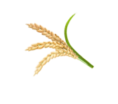 seed (2)